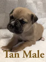 Tan , a male Cane Corso for sale in Schell City, MO – 4 of 9