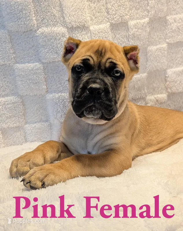 Dark Pink  – Cane Corso puppy for sale in Schell City, MO