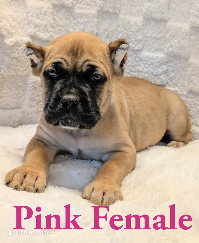 Dark Pink  – Cane Corso puppy for sale in Schell City, MO