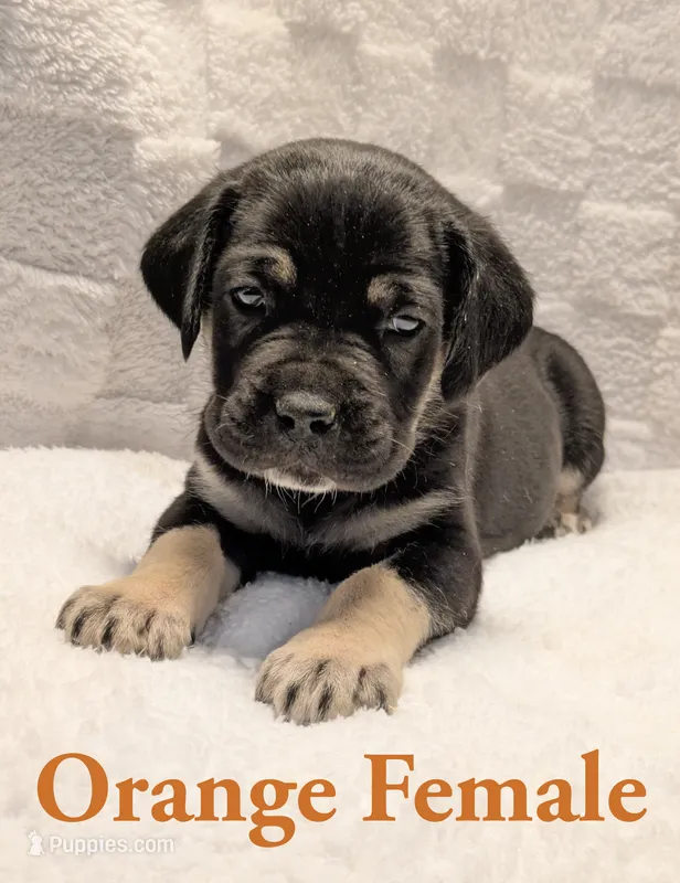 Orange  – Cane Corso puppy for sale in Schell City, MO