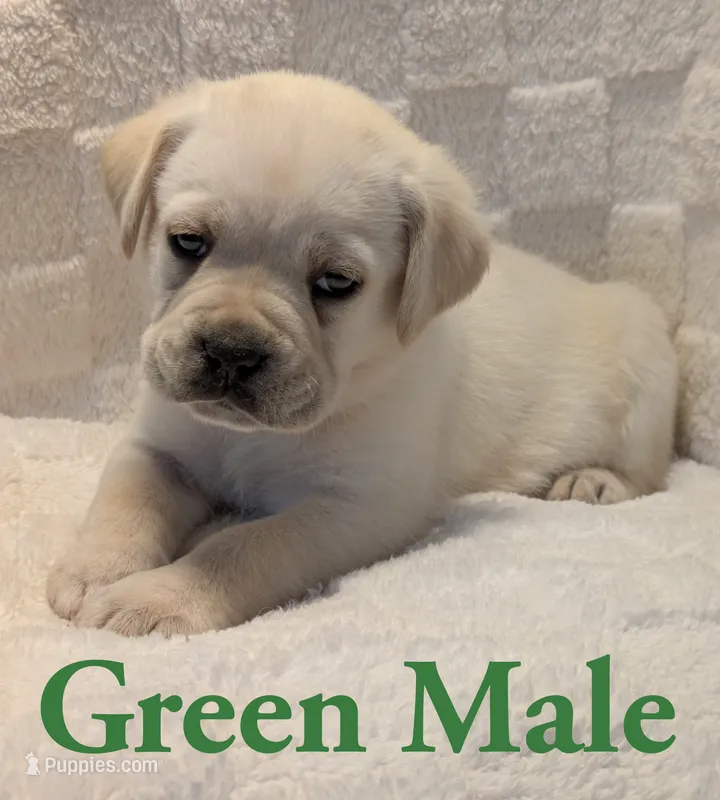 Green  – Cane Corso puppy for sale in Schell City, MO