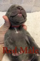 Red , a male Cane Corso for sale in Schell City, MO – 4 of 8