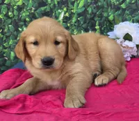 Gwen, a female Golden Retriever for sale in Grabill, IN – 2 of 4