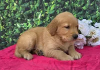 Gwen, a female Golden Retriever for sale in Grabill, IN – 4 of 4