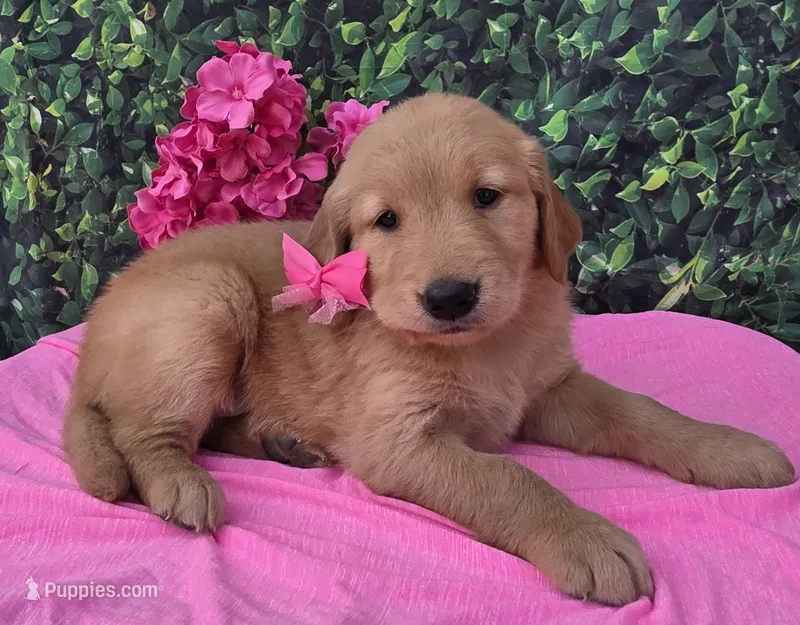 Gemma – Golden Retriever puppy for sale in Grabill, IN