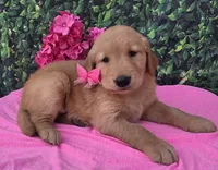 Gemma, a female Golden Retriever for sale in Grabill, IN – 1 of 4