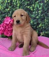 Gemma, a female Golden Retriever for sale in Grabill, IN – 3 of 4