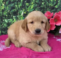 Grace , a female Golden Retriever for sale in Grabill, IN – 1 of 4