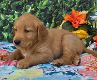 Georgia , a female Golden Retriever for sale in Grabill, IN – 3 of 4