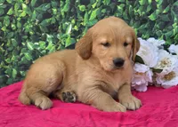 Gwen, a female Golden Retriever for sale in Grabill, IN – 3 of 4
