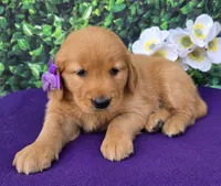 Gloria , a female Golden Retriever for sale in Grabill, IN – 2 of 4
