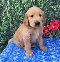Gannon, a male Golden Retriever for sale in Grabill, IN – 4 of 4