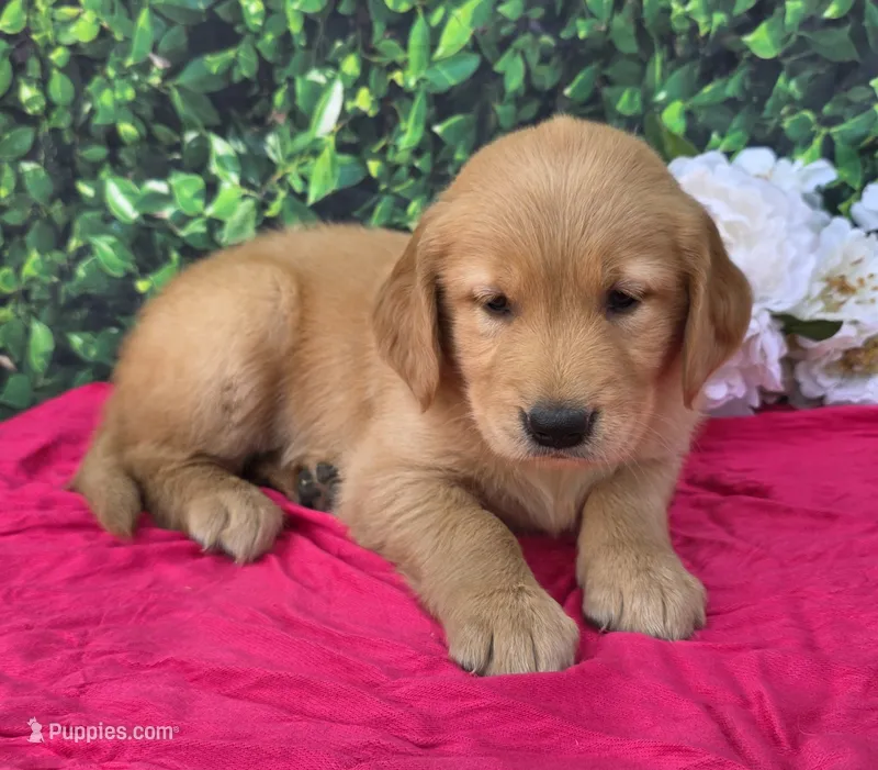 Gwen – Golden Retriever puppy for sale in Grabill, IN