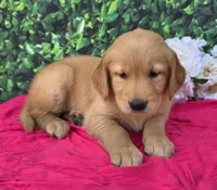 Gwen, a female Golden Retriever for sale in Grabill, IN – 1 of 4