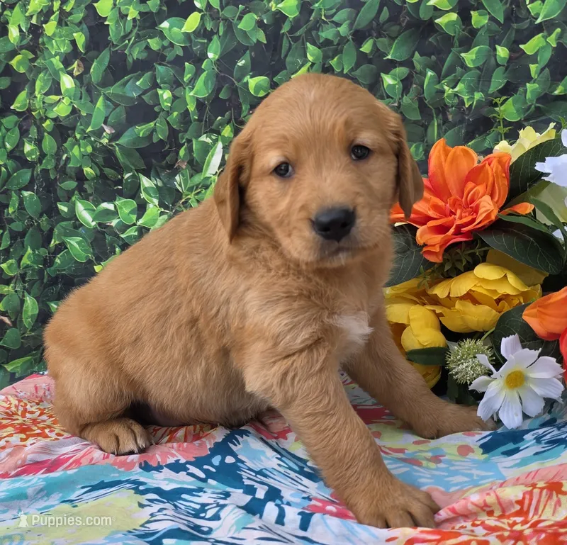 Georgia  – Golden Retriever puppy for sale in Grabill, IN
