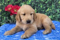 Gannon, a male Golden Retriever for sale in Grabill, IN – 2 of 4