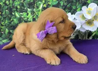 Gloria , a female Golden Retriever for sale in Grabill, IN – 3 of 4