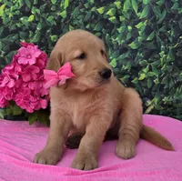 Gemma, a female Golden Retriever for sale in Grabill, IN – 2 of 4