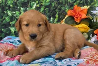 Georgia , a female Golden Retriever for sale in Grabill, IN – 2 of 4