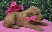 Gemma, a female Golden Retriever for sale in Grabill, IN – 4 of 4