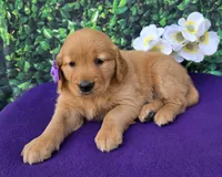 Gloria , a female Golden Retriever for sale in Grabill, IN – 1 of 4