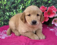 Grace , a female Golden Retriever for sale in Grabill, IN – 2 of 4