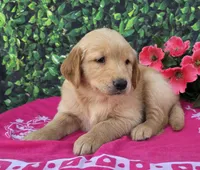 Grace , a female Golden Retriever for sale in Grabill, IN – 3 of 4