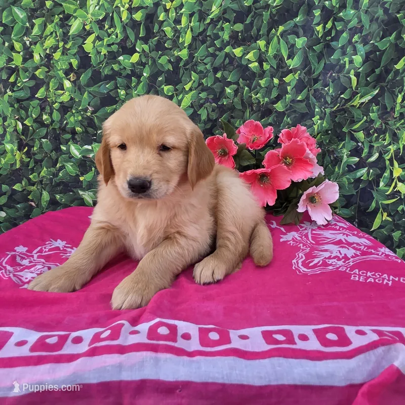 Gabby – Golden Retriever puppy for sale in Grabill, IN