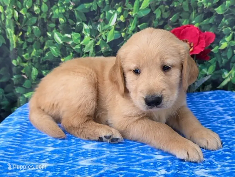 Gannon – Golden Retriever puppy for sale in Grabill, IN