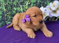 Gloria , a female Golden Retriever for sale in Grabill, IN – 4 of 4