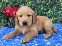 Gannon, a male Golden Retriever for sale in Grabill, IN – 3 of 4