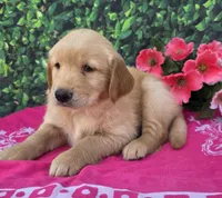 Grace , a female Golden Retriever for sale in Grabill, IN – 4 of 4