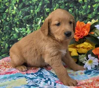 Georgia , a female Golden Retriever for sale in Grabill, IN – 4 of 4