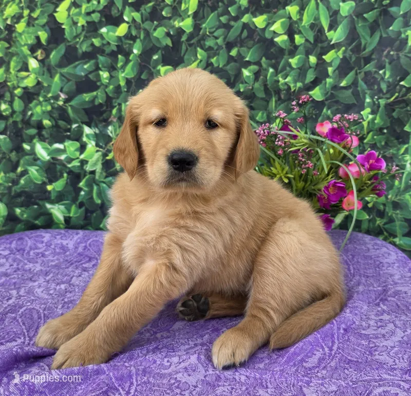 Gabby – Golden Retriever puppy for sale in Grabill, IN