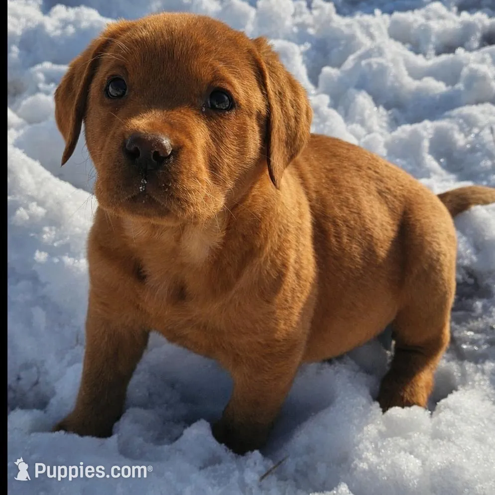 AKC FOX RED ENGLISH 1 Female