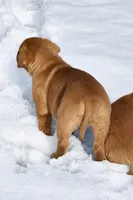 AKC FOX RED ENGLISH 1 Female, a female Labrador Retriever for sale in Dalton, PA – Photo 3 of 3