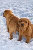 AKC FOX RED ENGLISH 1 Female, a female Labrador Retriever for sale in Dalton, PA – Photo 2 of 3