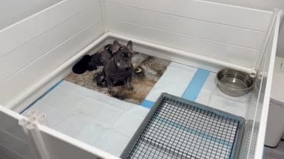 Facility video