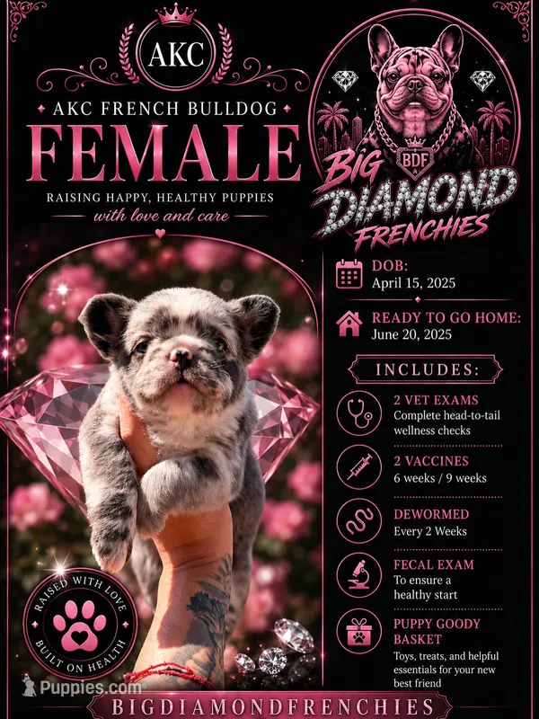 Pink – French Bulldog puppy for sale in Phoenix, AZ