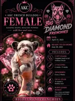 Pink, a female French Bulldog for sale in Avondale, AZ – 1 of 1