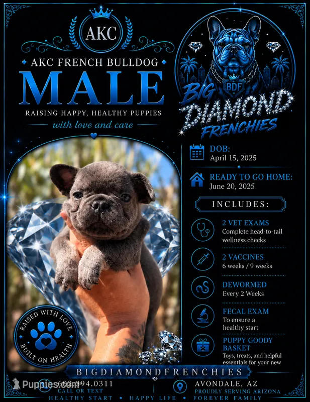 Blue – French Bulldog puppy for sale in Phoenix, AZ