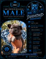 Blue, a male French Bulldog for sale in Avondale, AZ – 1 of 1