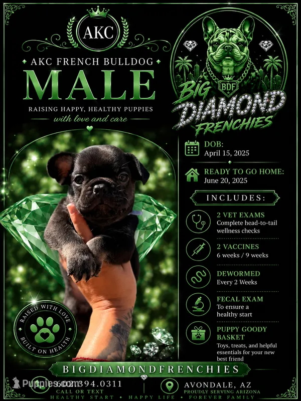 Green – French Bulldog puppy for sale in Phoenix, AZ