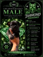 Green, a male French Bulldog for sale in Avondale, AZ – 1 of 1