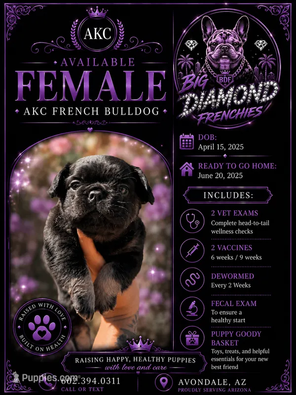Purple – French Bulldog puppy for sale in Phoenix, AZ