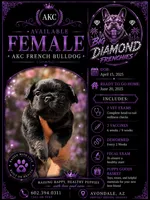 Purple, a female French Bulldog for sale in Avondale, AZ – 1 of 1