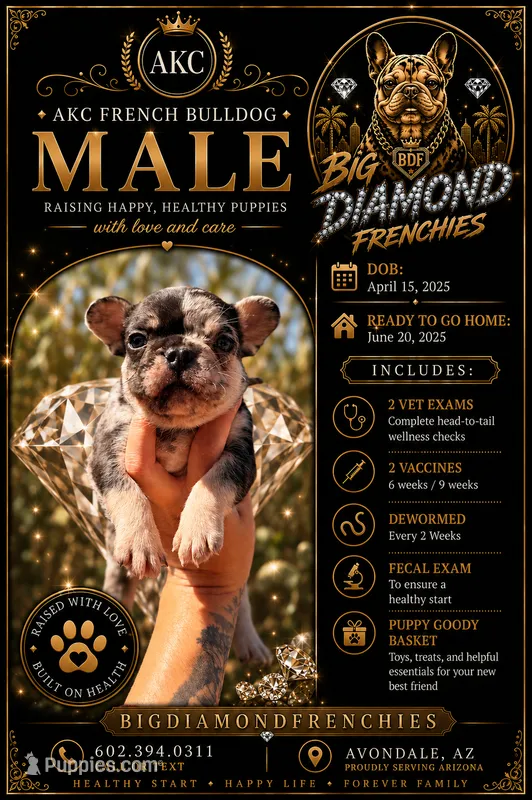 Yellow – French Bulldog puppy for sale in Phoenix, AZ