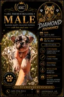 Yellow, a male French Bulldog for sale in Avondale, AZ – 1 of 1