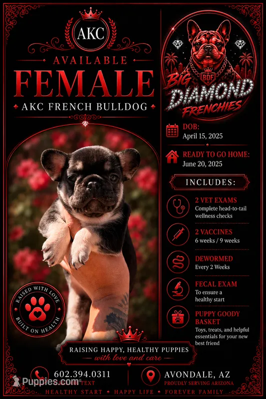 Red – French Bulldog puppy for sale in Phoenix, AZ