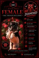 Red, a female French Bulldog for sale in Avondale, AZ – 1 of 1